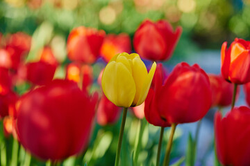 Red tulips (tulipa) with one yellow tulip in bloom in spring; Upper Palatinate, Bavaria, Germany