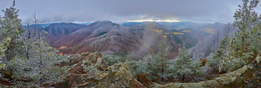 Snowy Scots pine (Pinus sylvestris) trees at Mount Vapec in the Strazov Mountains; Little Fatra (Kleine Fatra), Western Carpathian Mountains, Horna Poruba, Slovakia