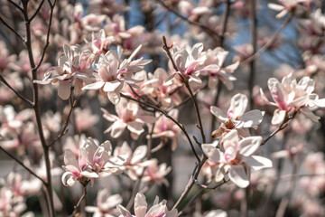 Blooming magnolia in spring against pastel bokeh blue sky and pink background, wide composition.