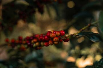 Planta de cafe y semillas de cafe