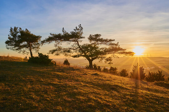 Scots pine (Pinus sylvestris) in the sunset; Schanzberg, Neumarkt, Upper Palatinate, Bavaria, Germany