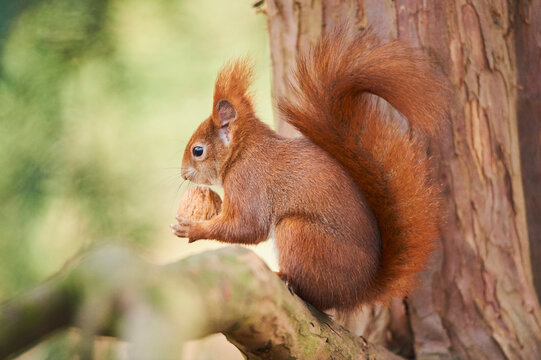 Eurasian red squirrel (Sciurus vulgaris); Bavaria, Germany