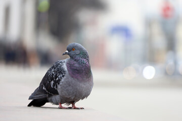 Pigeon sitting on a street on blurred city background. Urbanization, environment concept