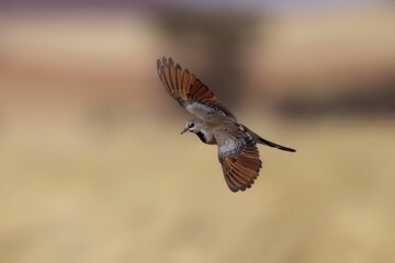 Speckled pigeon (Columba guinea) in flight, Namib desert, Namibia, South Africa