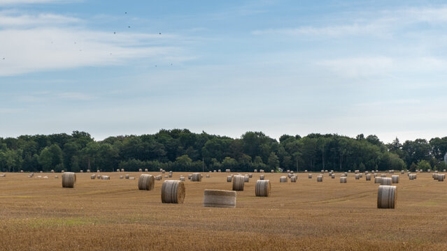 balot słomy na polu
