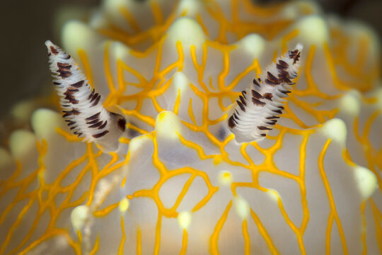 Close-up of Gold Lace Nudibranch (Halgerda terramtuentis) and speckled rhinophores; Maui, Hawaii, United States of America