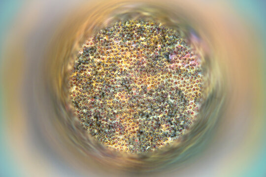 Colorful view of Blackspot Sergeant Egg Nest (Abudefduf sordidus); Maui, Hawaii, United States of America