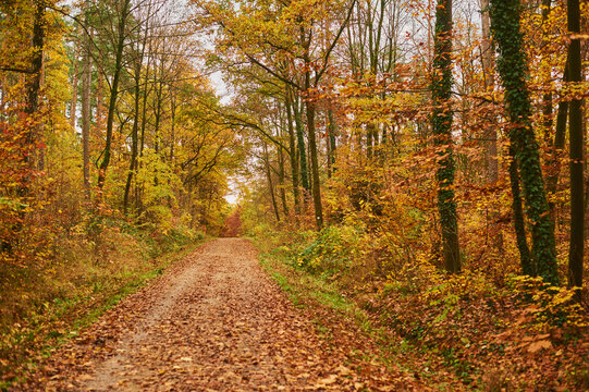 Trail going through the forest with coloured European beech (Fagus sylvatica) trees; Bavaria, Germany