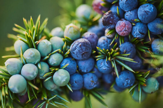 Common juniper (Juniperus communis) fruits; Bavaria, Germany