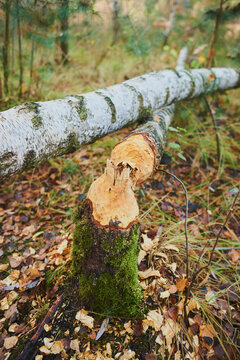 Tree damage from bites of a Eurasian beaver (Castor fiber) in a forest; Jagersee, Franconia, Bavaria, Germany