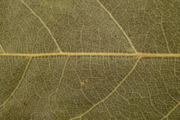 Fototapeta na wymiar Bay leaf macro texture, soft focus