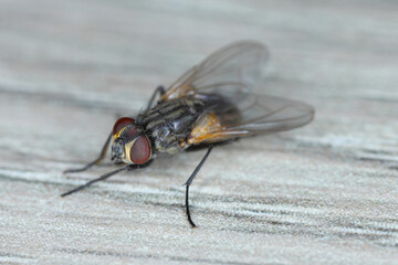 House fly (Musca domestica) on the home table in the kitchen