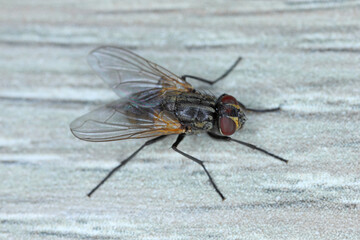 House fly (Musca domestica) on the home table in the kitchen