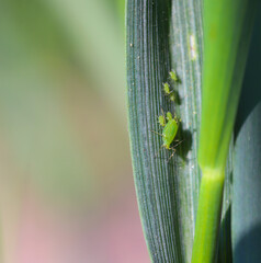 Wingless aphids colony on winter cereals in autumn. Important pests and disease vectors (BYDV) - causing by viruses .