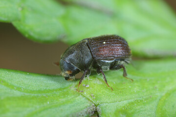 Bark beetle - Phloeosinus aubei. Phloeosinus aubei is a species of bark beetle in the family Curculionidae. It is commonly known as the cedar bark beetle, eastern juniper bark beetle, or small cypress