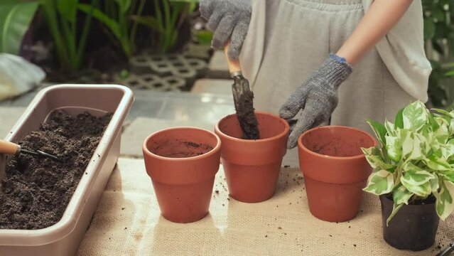 Close-up of young woman in gloves standing by table with long plastic box containing soil, taking small shovel and putting some humus into brown flowerpot while replanting green domestic plants