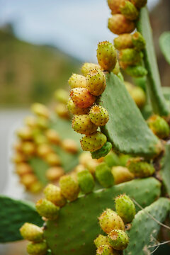 Prickly pear or Indian fig opuntia (Opuntia ficus-indica) fruits in summer; Catalonia, Spain