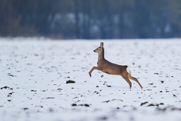 Roe deer (Capreolus capreolus) running over a snowy field; Wiesent, Bavaria, Germany
