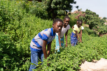 Farmer children in an African village collecting edible leaves and wild plants along the path