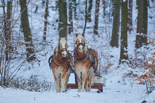 Two Haflinger or Avelignese horses pulling a carriage through the forest; Bavaria, Germany