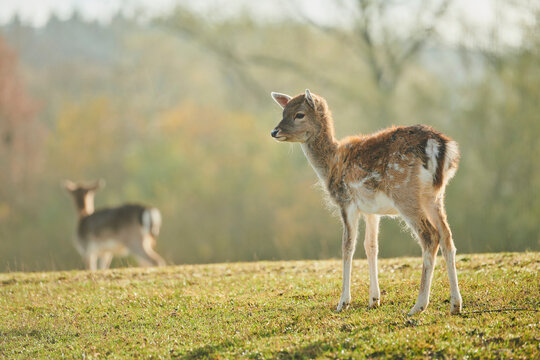 Fallow deer fawn (Dama dama) on a meadow, captive; Bavaria, Germany