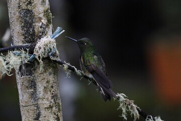 Colibrí espectacular. Manizales, Caldas, Colombia.