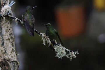 Colibrí espectacular. Manizales, Caldas, Colombia. © Santiago
