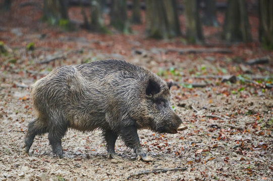 Wild boar (Sus scrofa) in a forest, Kleine Fatra, Carpathian Mountains; Horna Suca, Slovakia