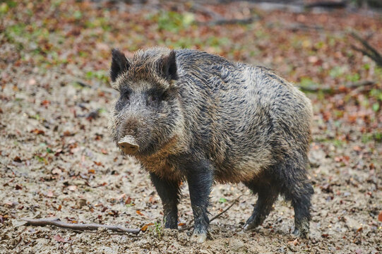 Wild boar (Sus scrofa) in a forest, Kleine Fatra, Carpathian Mountains; Horna Suca, Slovakia