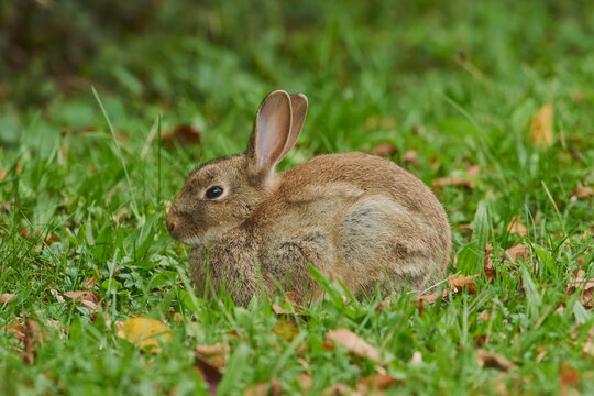 European rabbit or coney (Oryctolagus cuniculus) on a meadow; Bavaria, Germany