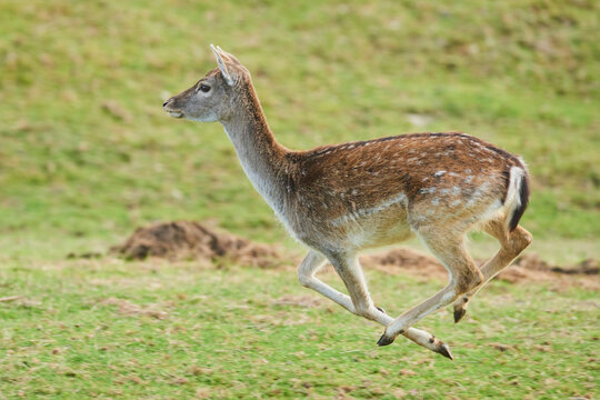 Fallow deer (Dama dama) running on a meadow, captive; Bavaria, Germany