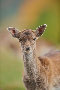 Fallow deer (Dama dama) portrait, captive; Bavaria, Germany