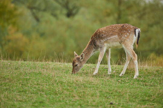 Fallow deer (Dama dama) grazing on a meadow, captive; Bavaria, Germany