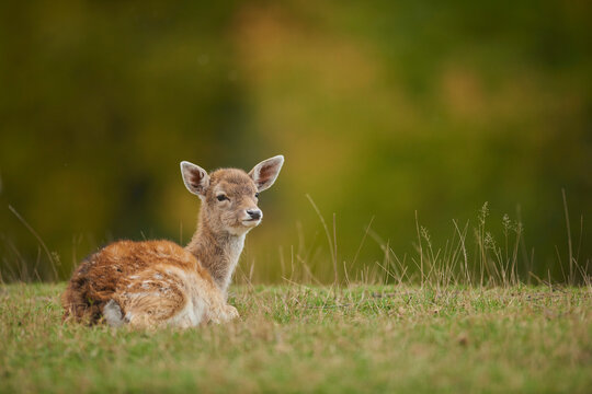 Fallow deer (Dama dama) resting on a meadow, captive; Bavaria, Germany