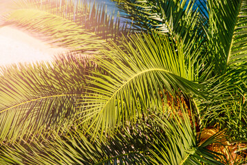 Palm tree top view from above on the beach Montenegro