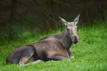 Elk or Moose (Alces alces) cow on a forest glade, captive, Bavarian Forest National Park; Bavaria, Germany