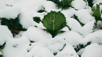 Savoy cabbage vegetable winter field snow covered frost bio detail leaves leaf heads Brassica...