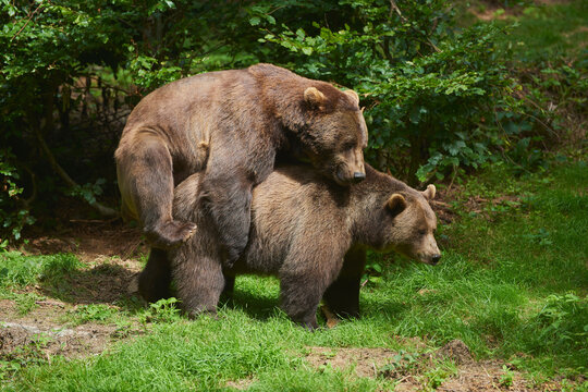 Eurasian brown bears (Ursus arctos arctos) mating on a forest glade, captive, Bavarian Forest National Park; Bavaria, Germany