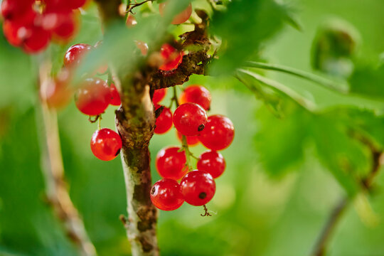 Redcurrant, or red currant (Ribes rubrum) fruits in a garden; Upper Palatinate, Bavaria, Germany