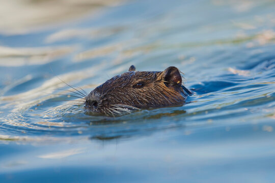 Coypu or nutria (Myocastor coypus) swimming; Camargue, France