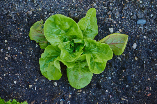 Lettuce (Lactuca sativa var. capitata) growing in a garden in springtime; Upper Palatinate, Bavaria, Germany
