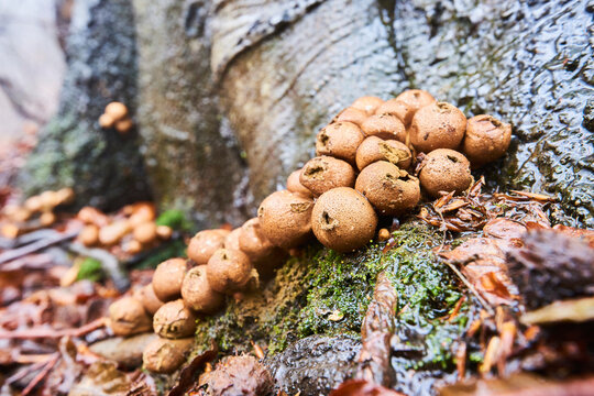 Pear-shaped puffballs or stump puffballs (Apioperdon pyriforme) on an old European beech (Fagus sylvatica) tree trunk, Kleine Fatra, Carpathians; Horna Suca, Slovakia