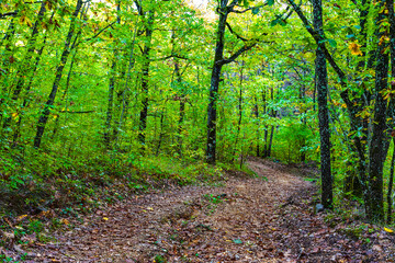 Forest scenery with road of fall leaves, warm light illumining the foliage.