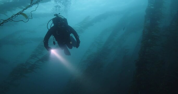 Scuba diver looks off into giant kelp forest.