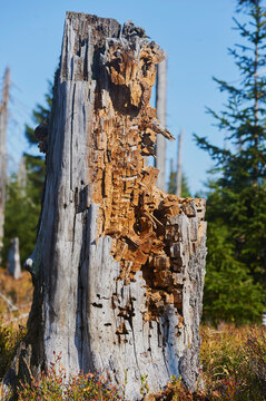 Old rotten Norway spruce (Picea abies) tree trunk, Bavarian Forest National Park; Lusen, Bavaria, Germany