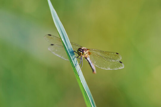 Four-spotted chaser (Libellula quadrimaculata) resting on a leaf; Bavaria, Germany