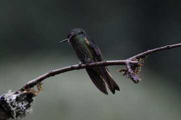Hermosos colibrís en Manizales, Caldas, Colombia