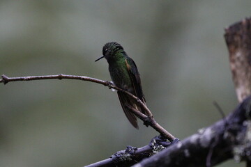 Hermosos colibrís en Manizales, Caldas, Colombia