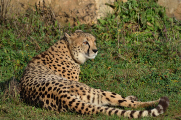 Guépard