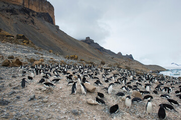 Adelie penguin colony nesting at Brown Bluff, Antarctica.